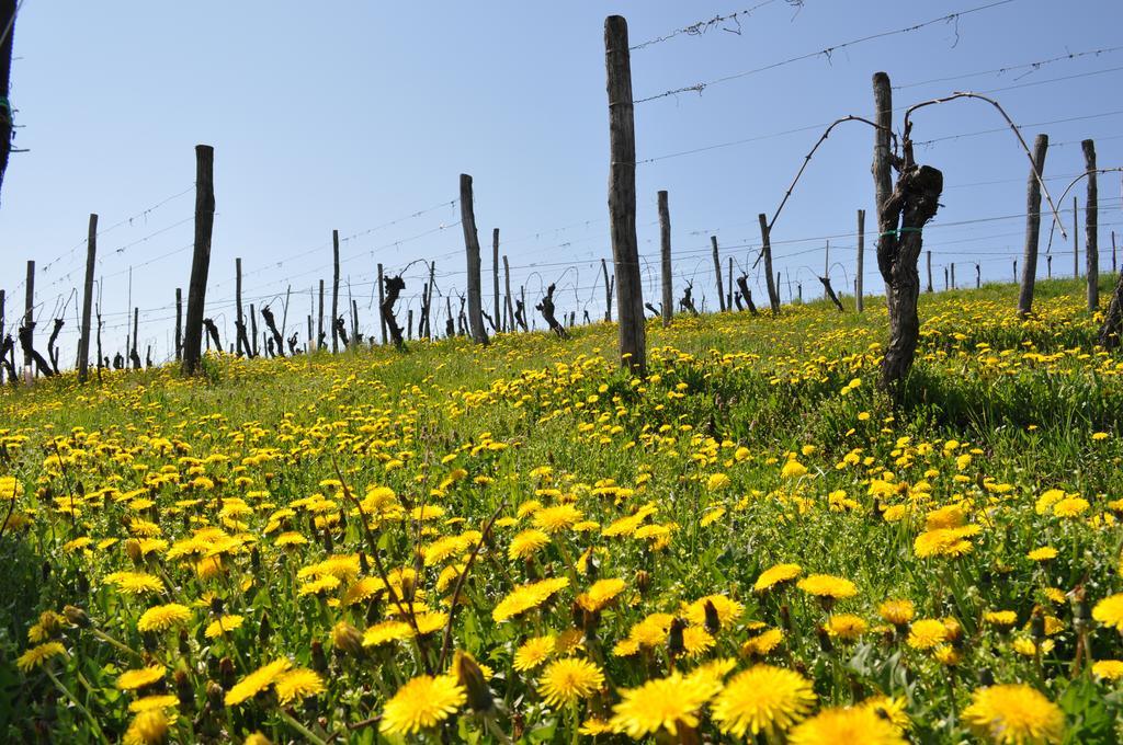 Gigante Wine & Welcome Corno di Rosazzo Zewnętrze zdjęcie