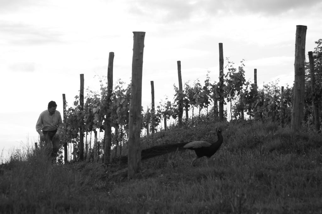 Gigante Wine & Welcome Corno di Rosazzo Zewnętrze zdjęcie